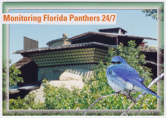 Postcard collage - Monitoring Florida Panthers 24/7